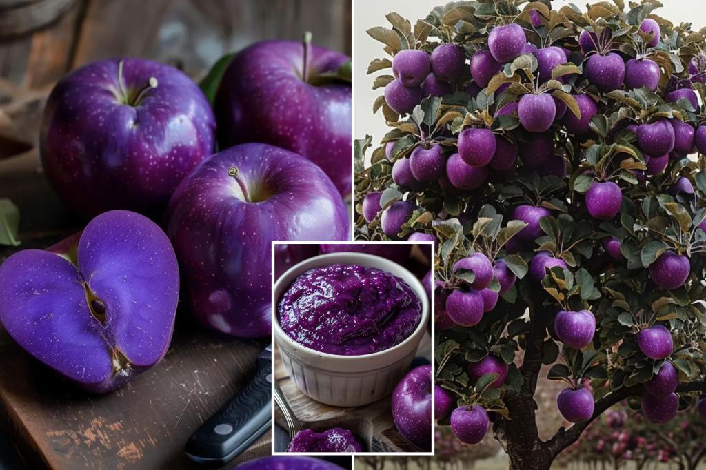 Purple apples are going viral on social media, gardens are being flooded with requests - but there's a catch